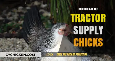 Tractor Supply Chicks: Understanding Their Age and Care Needs