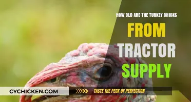 Turkey Chicks: Tractor Supply's Springtime Offerings