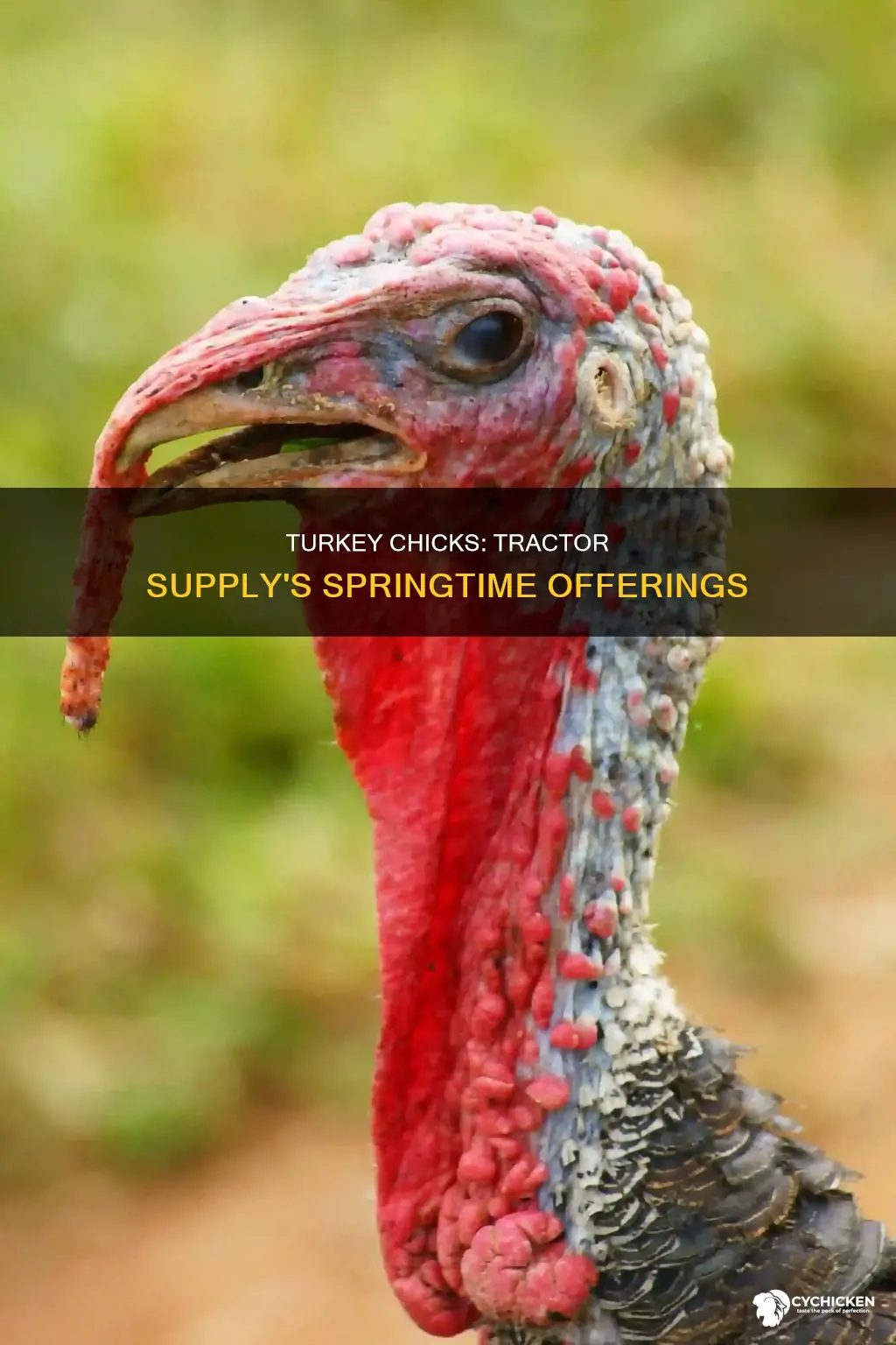 how old are the turkey chicks from tractor supply