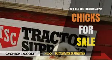 Tractor Supply Chicks: How Old Are They When Sold?