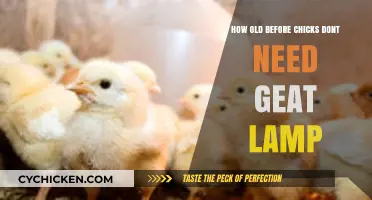 Chicks: When Do They Outgrow Heat Lamps?