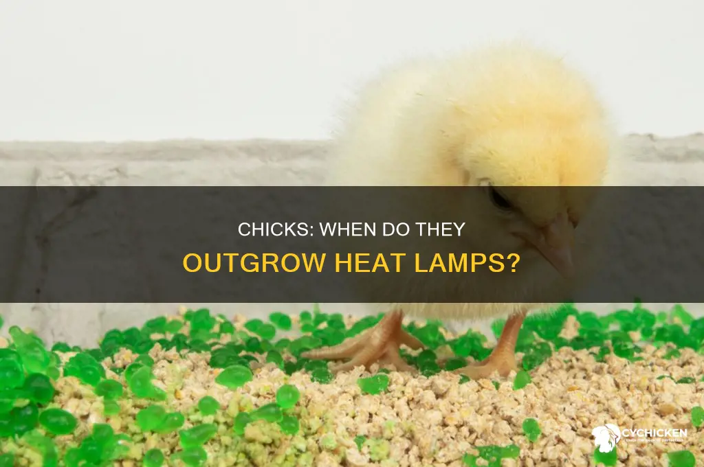 how old before chicks dont need geat lamp