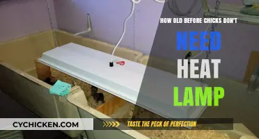 Chicks' Heat Lamp: When to Turn Off?