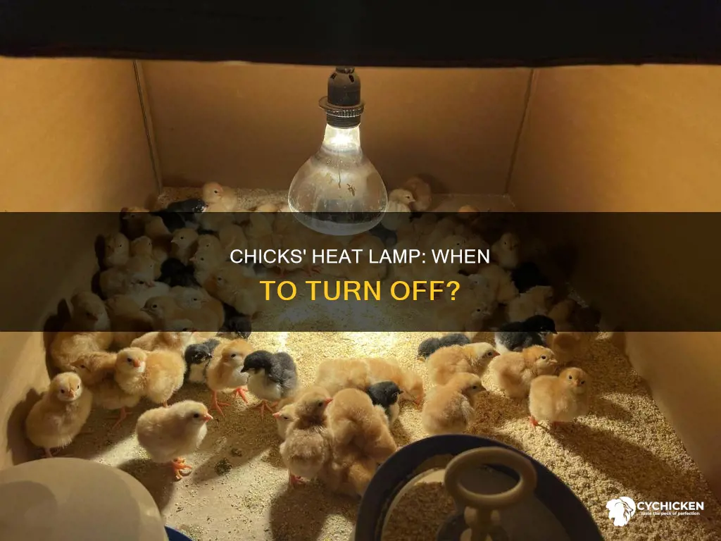 how old before chicks don