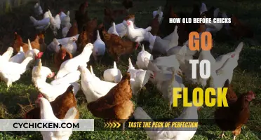 When Do Chicks Join the Flock? A Guide to Poultry Integration