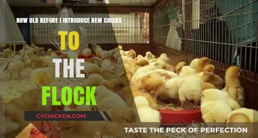 Introducing New Chicks: The Right Age for Your Flock