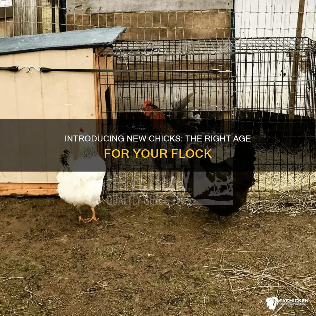 how old before i introduce new chicks to the flock