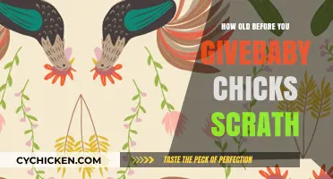 When Can Baby Chicks Eat Scratch: A Beginner’s Guide