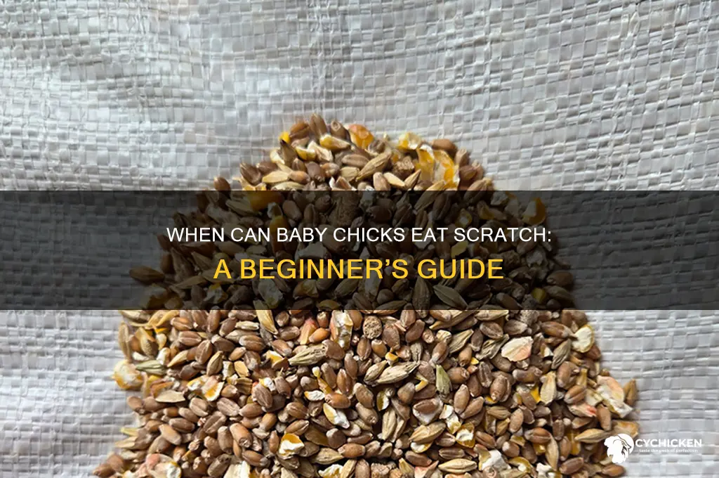 how old before you givebaby chicks scrath