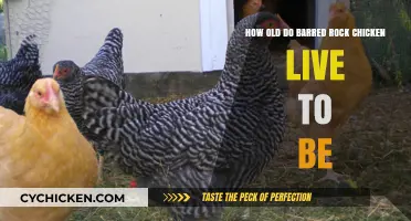 Barred Rock Chicken: How Long Do They Live?