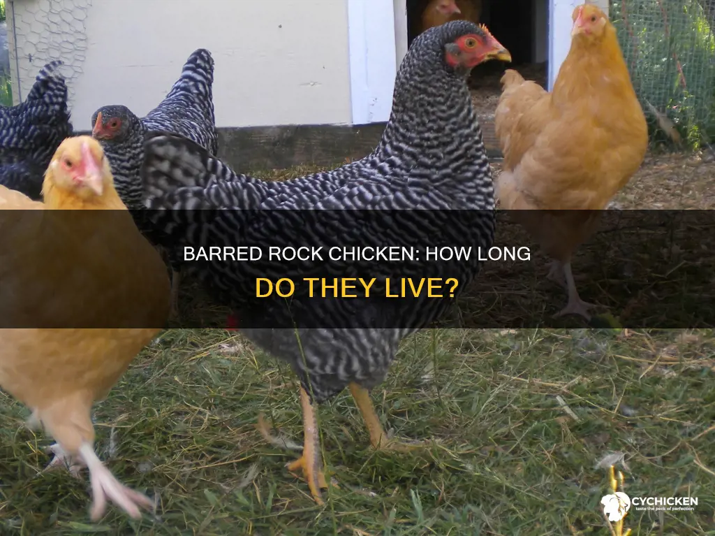 how old do barred rock chicken live to be