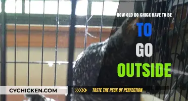Chicks' Outdoor Adventure: Age and Safety Tips