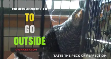 Introducing Your Chickens to the Great Outdoors