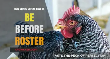 Chicks' Coming-of-Age: When Do Roosters Crow?