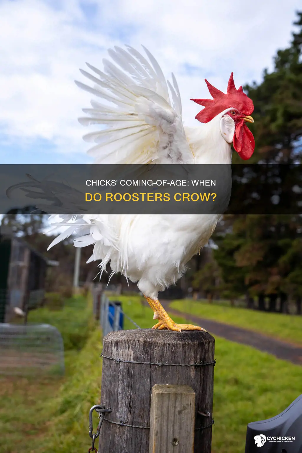 how old do chicks have to be before roster