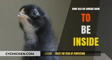 Chicks' Indoor Age Limit: When to Bring Them Inside
