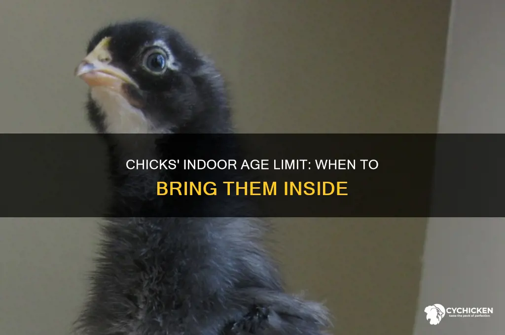 how old do chicks have to be inside