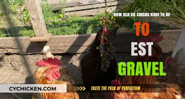 When Can Chickens Eat Gravel?