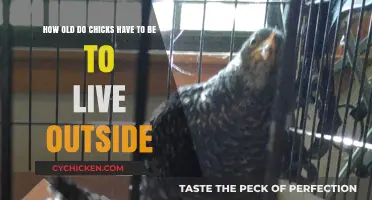 Chicks' Outdoor Readiness: Age and Care Tips