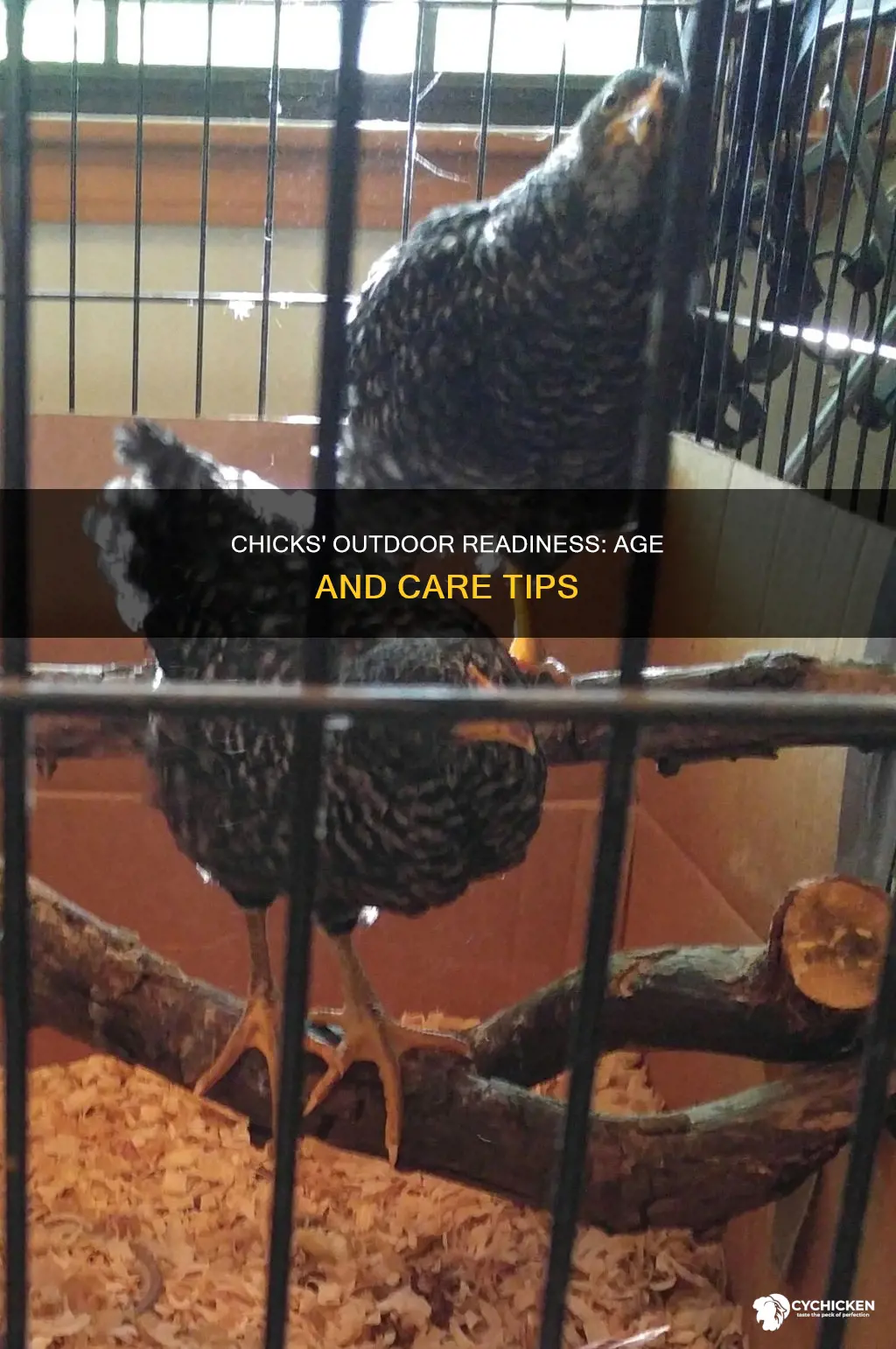 how old do chicks have to be to live outside
