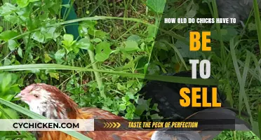 Understanding the Right Age for Selling Chicks