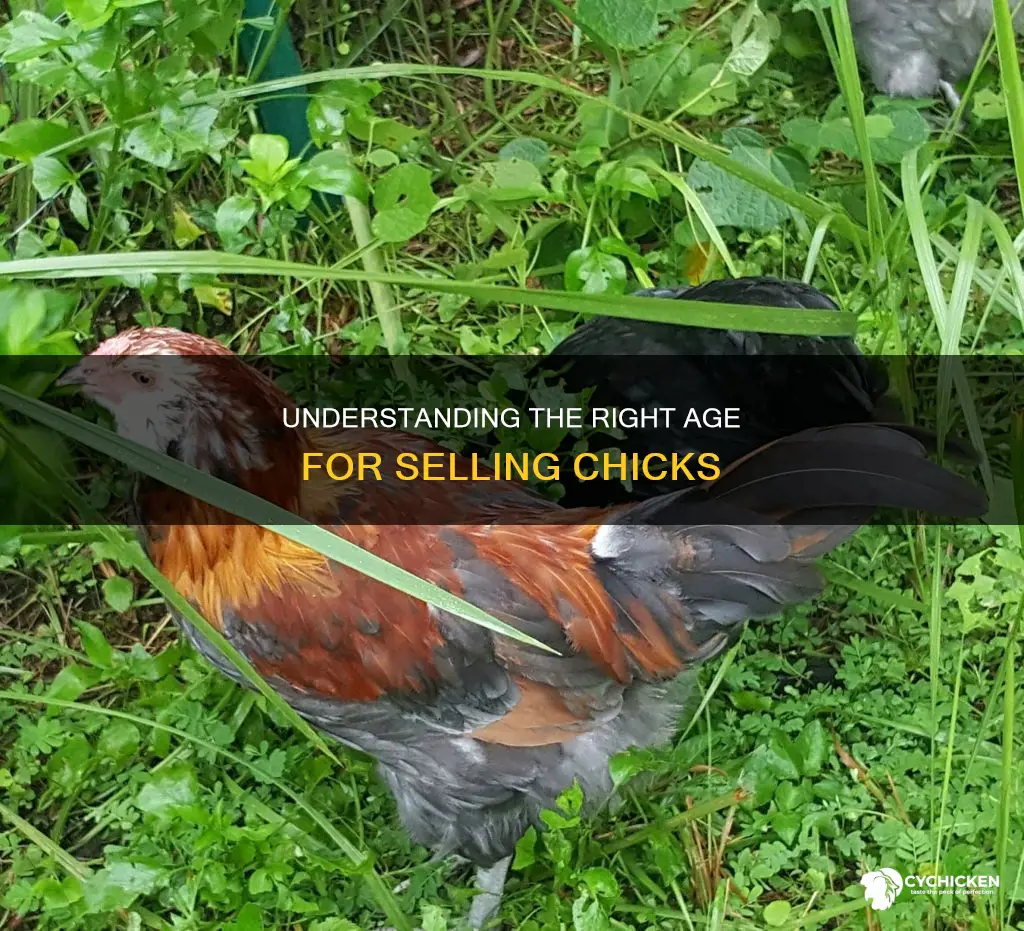 how old do chicks have to be to sell