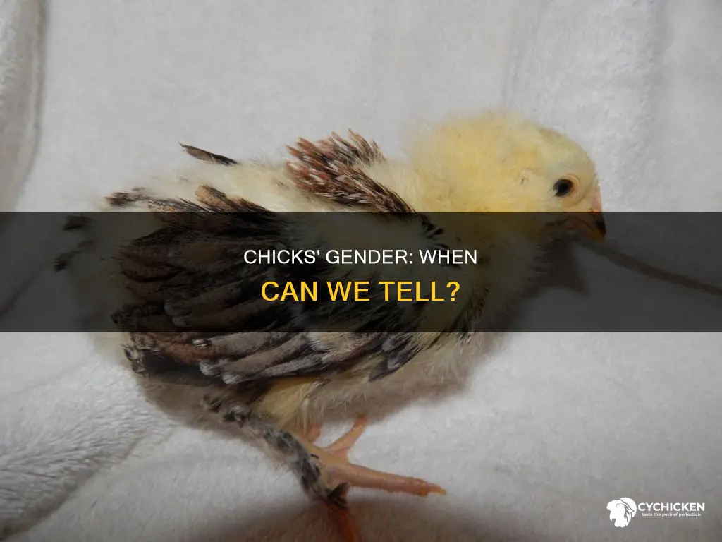 how old do chicks have to be to tell gender