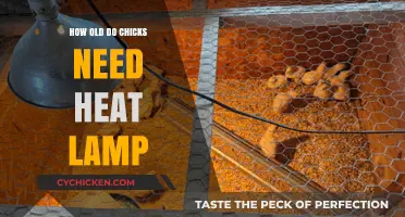 When to Stop Using Heat Lamps for Baby Chicks: A Guide