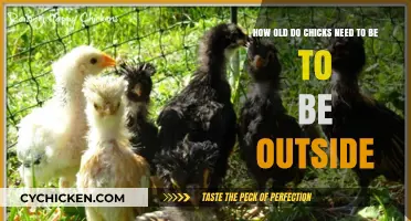 Chicks' Outdoor Adventure: Age for Exploration