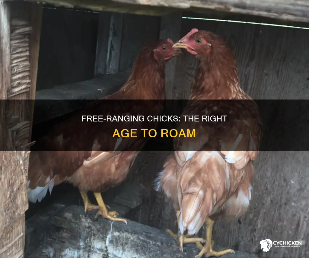 how old do chicks need to be to free range