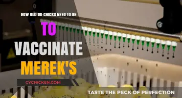 Vaccinating Your Chicks: Merek's Disease and Age Requirements