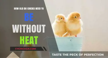Chicks' Independence: Navigating Their Growth Without Supplemental Heat