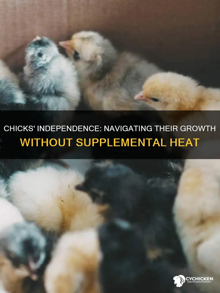 how old do chicks need to be without heat