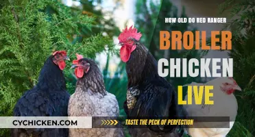 Broiler Chicken Longevity: Red Ranger's Life Expectancy Explored