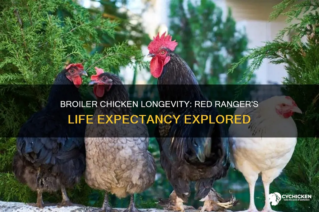 how old do red ranger broiler chicken live