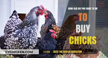 Age Requirements for Buying Chicks: A Comprehensive Guide