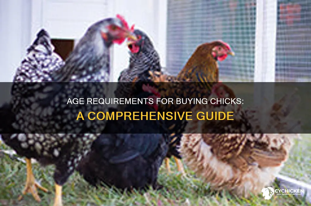 how old do you have to be to buy chicks