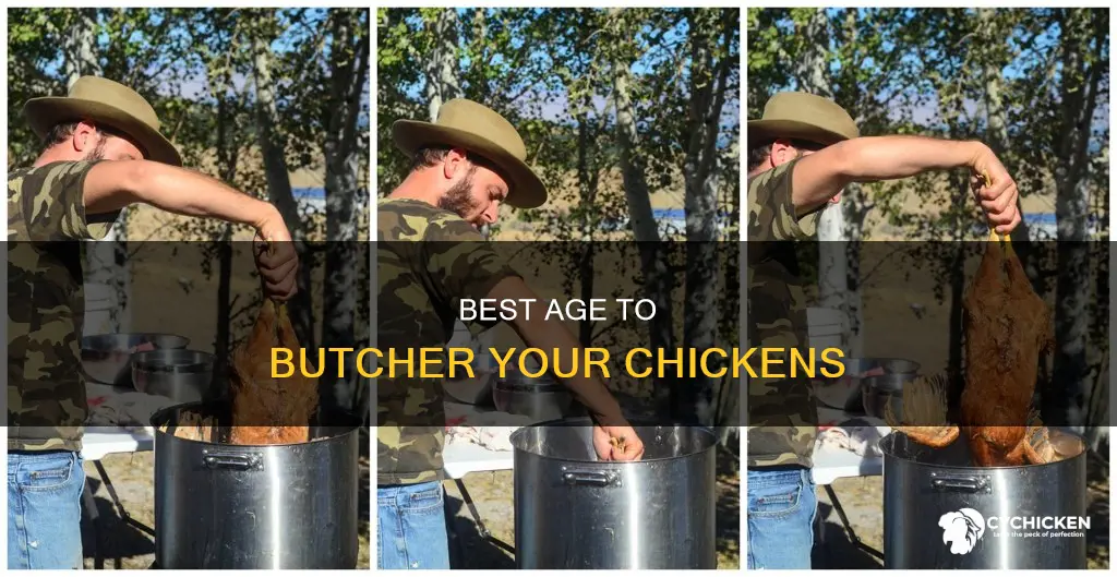 how old does a chicken have to be to butcher