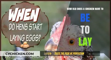 When Do Chickens Start Laying Eggs?