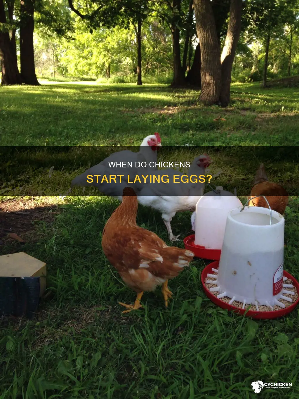 how old does a chicken have to be to lay