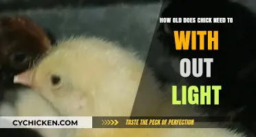 Chicks' Light Requirements: Age and Independence