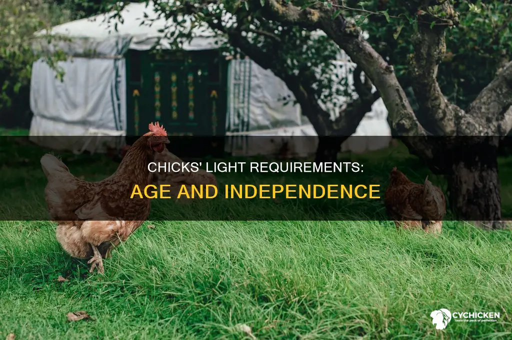 how old does chick need to with out light