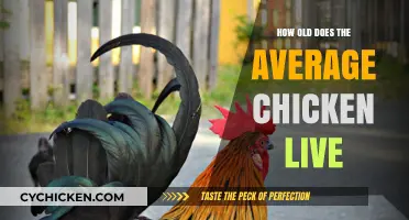 Understanding the Lifespan of Chickens: Average Age and Factors
