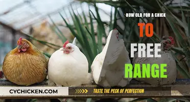 When Can Chicks Wander: Free-Range Age