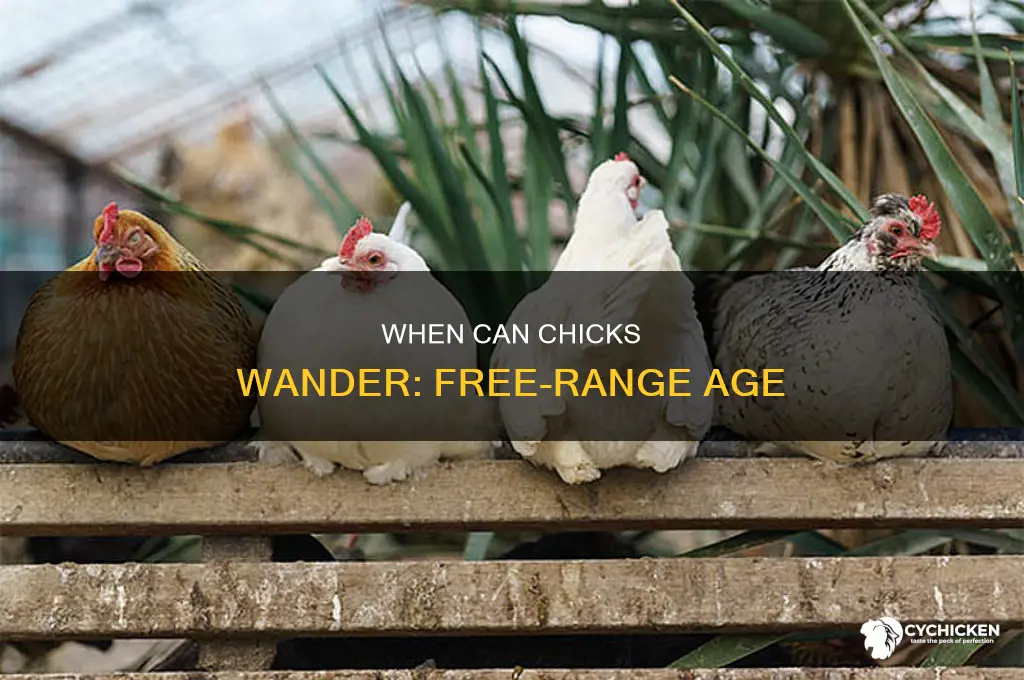 how old for a chick to free range