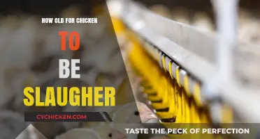 Optimal Age for Chicken Slaughter: A Comprehensive Guide