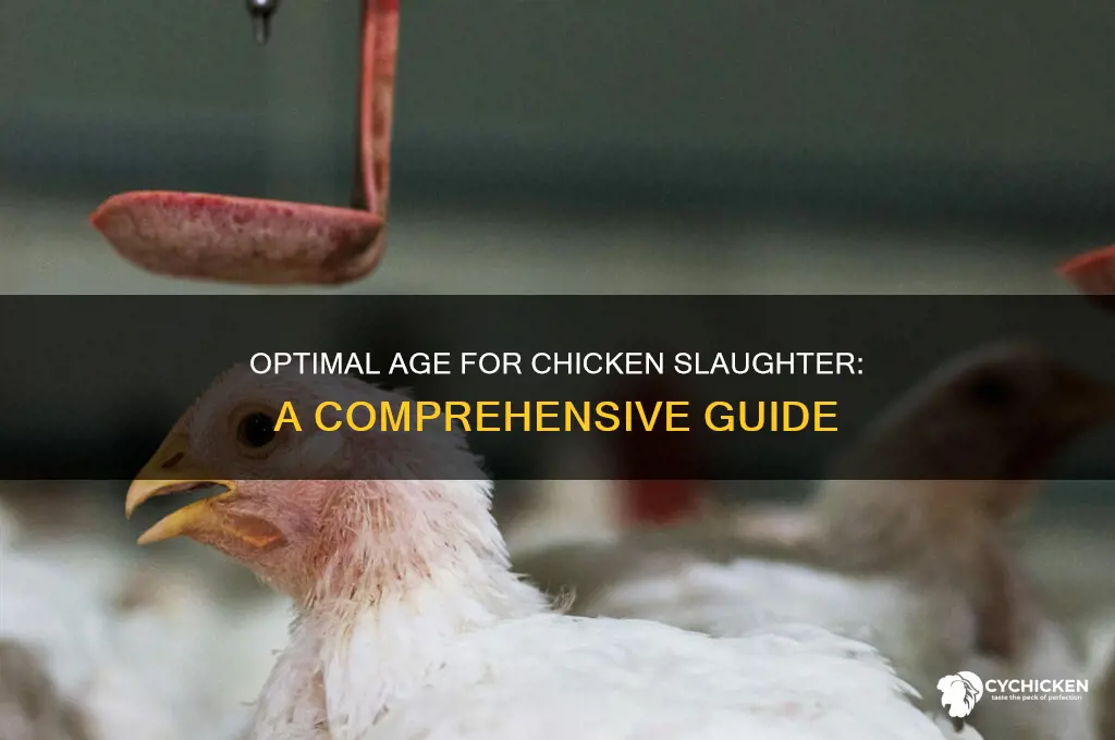 how old for chicken to be slaugher