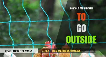 When Can Chickens Go Outside? A Guide for New Owners