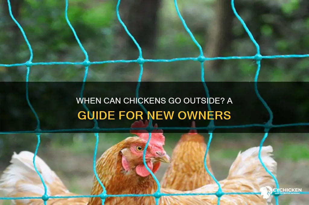 how old for chicken to go outside