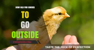 When Can Chicks Safely Explore the Great Outdoors?